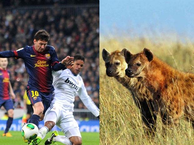 jugadores del Real Madrid son comparados como hieneas