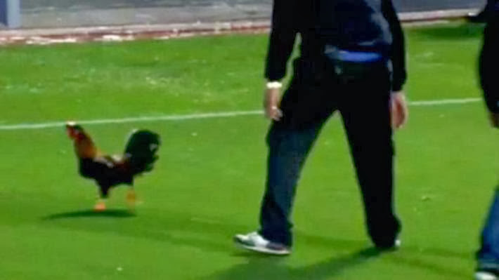 Gallo en estadio