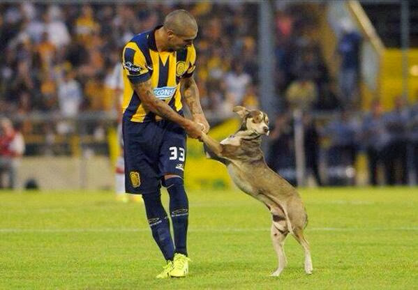 Perro Estadio